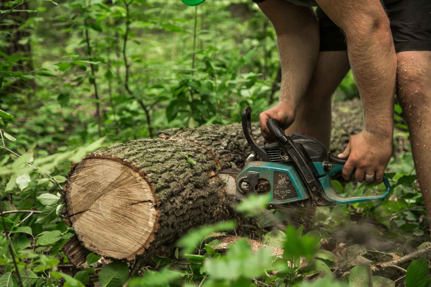 The Steps Involved in Our Tree Care Process in Fort Myers, FL